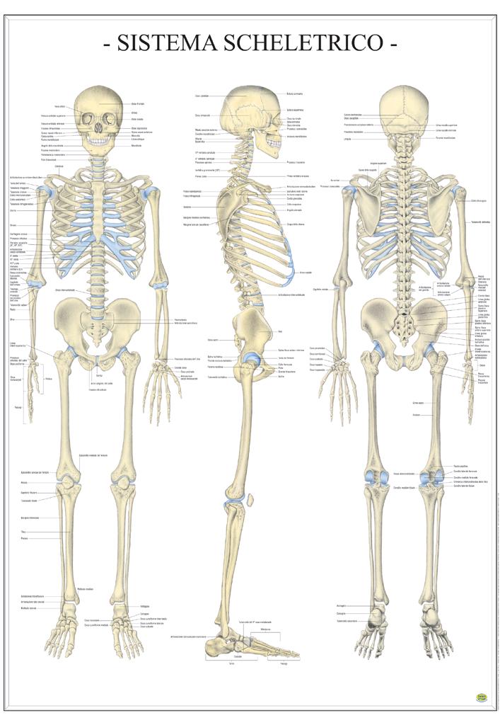POSTER SCIENTIFICI,Sistema scheletrico dell'uomo