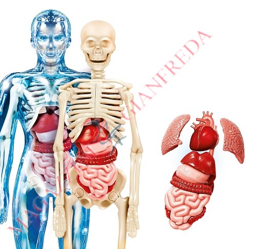 Clementoni 13964 Il Corpo Umano Kit Anatomia Bambini